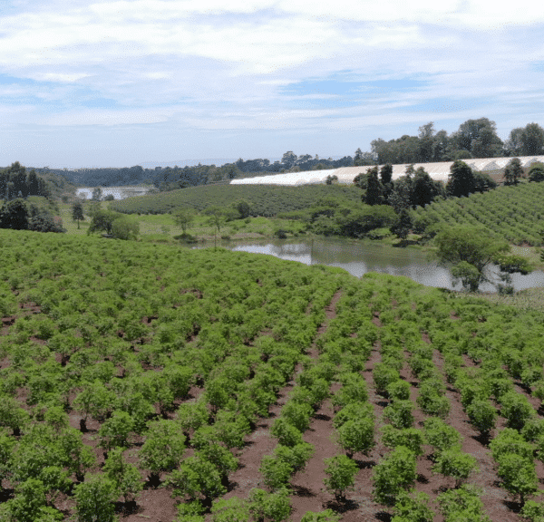 Karunguru Coffe Farm, Kenya