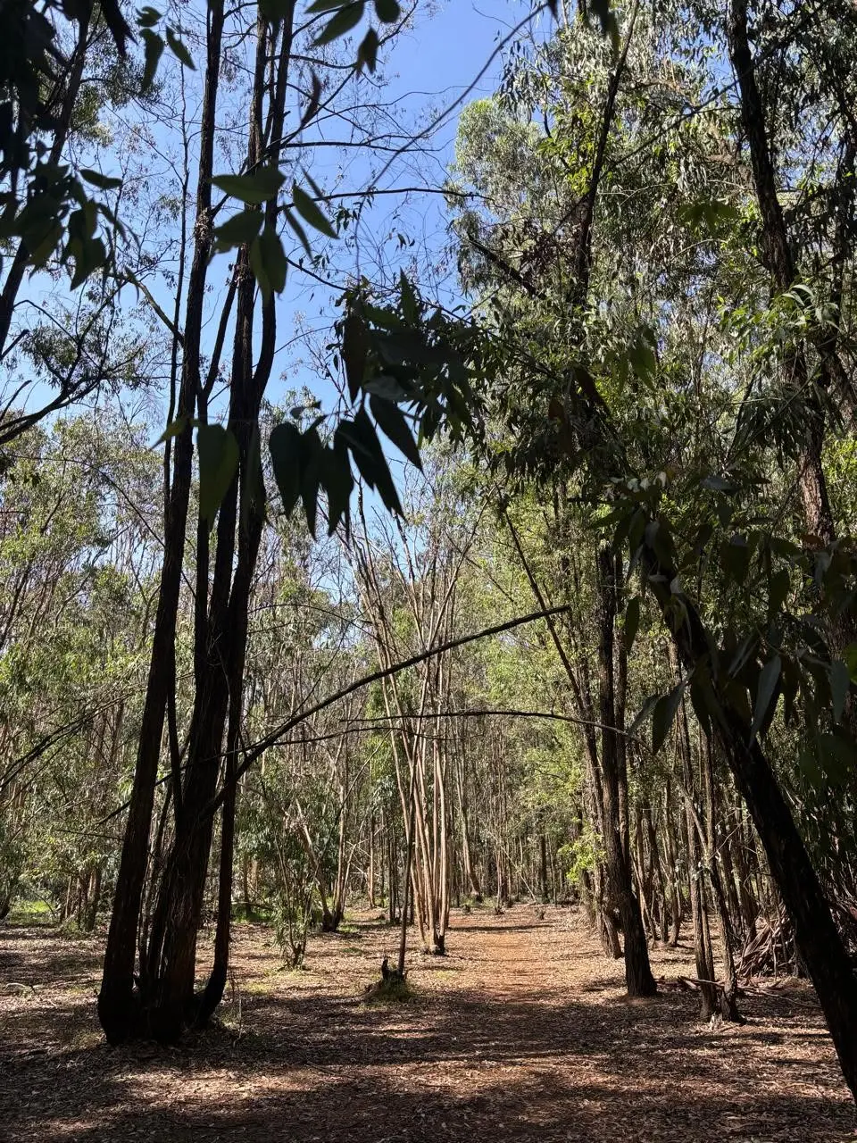Forest hiking trail in Karura Forest, Nairobi, Kenya