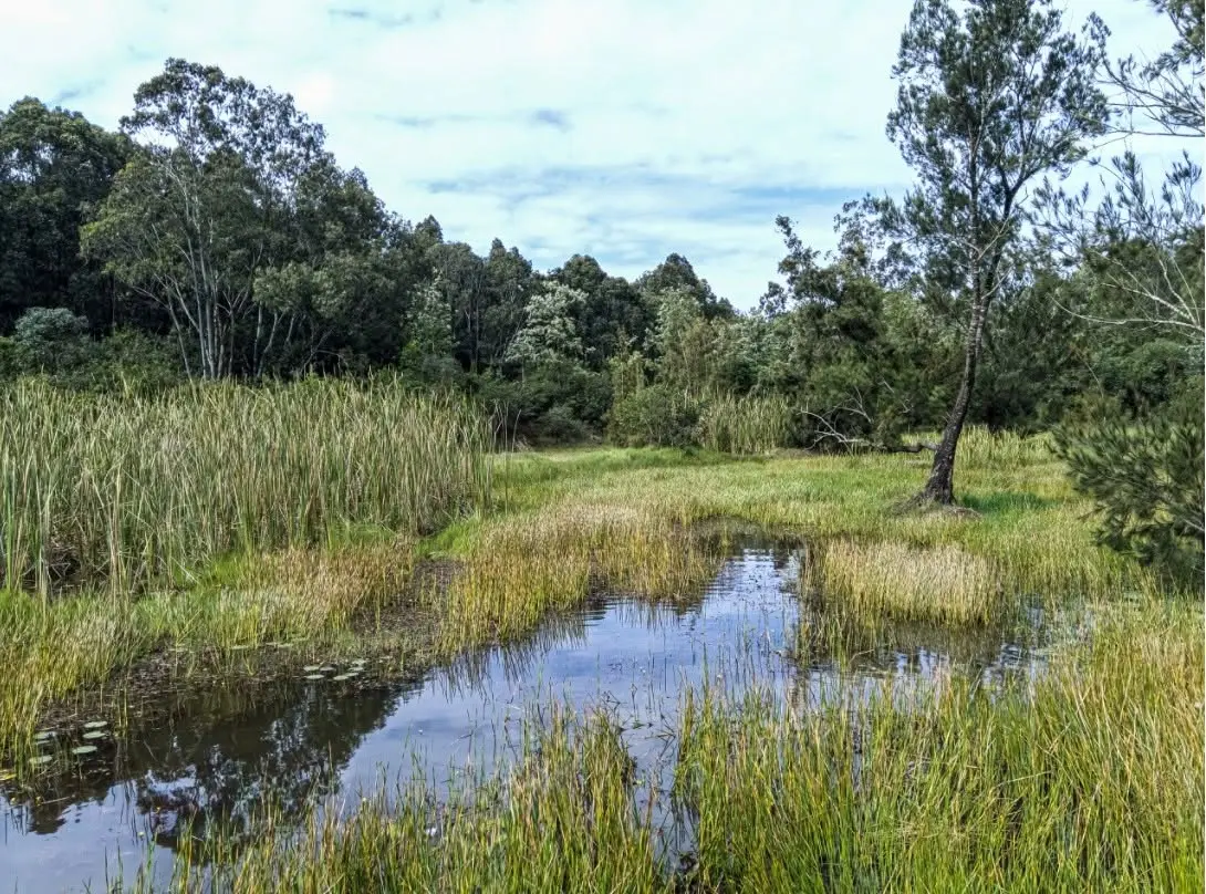 Wetland and forest landscape in Karura Forest, Nairobi, Kenya