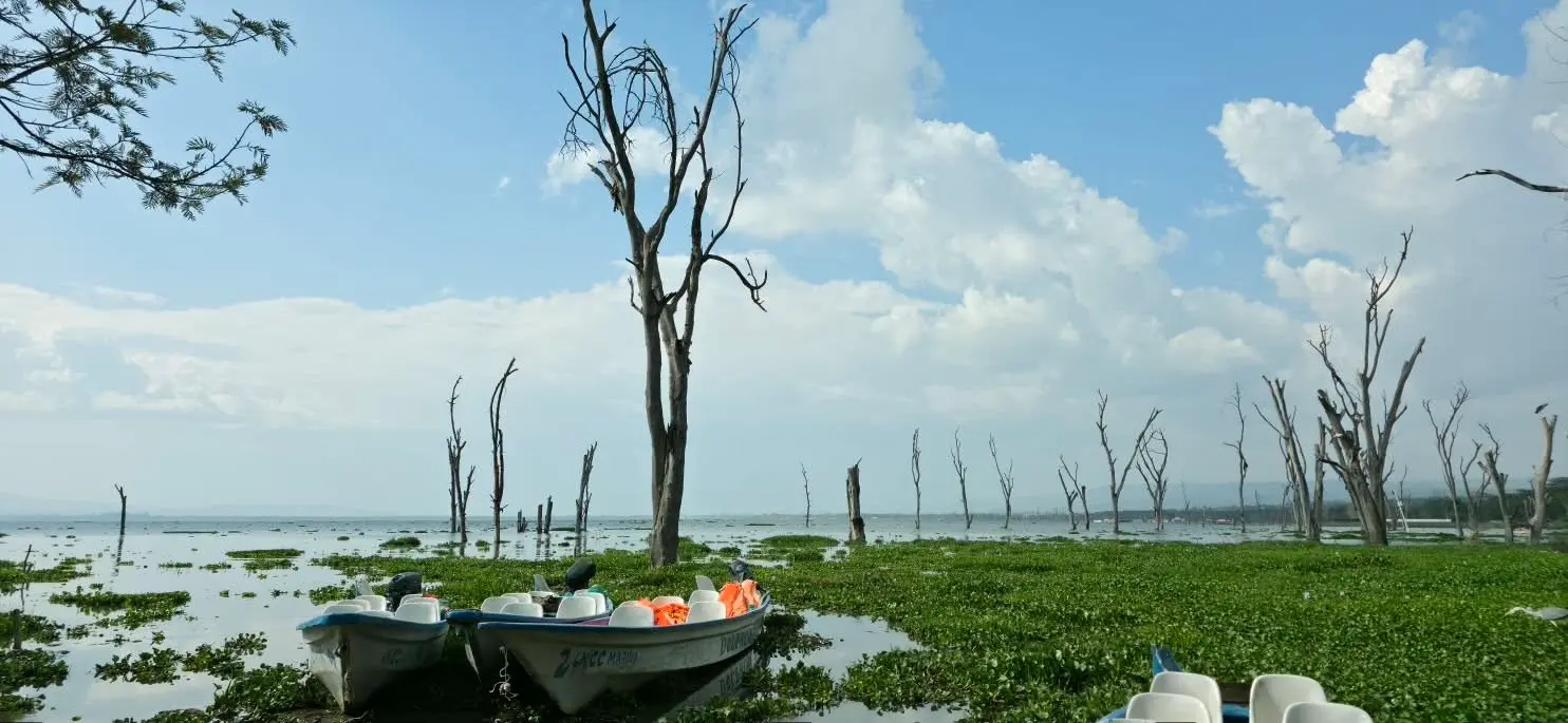 Safari boats on Lake Naivasha surrounded by aquatic vegetation and acacia-dotted shoreline