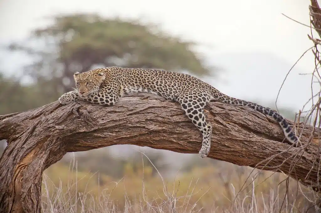 Leopard resting on a tree branch