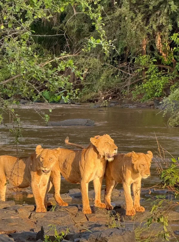 Lions beside a river in Meru National Park