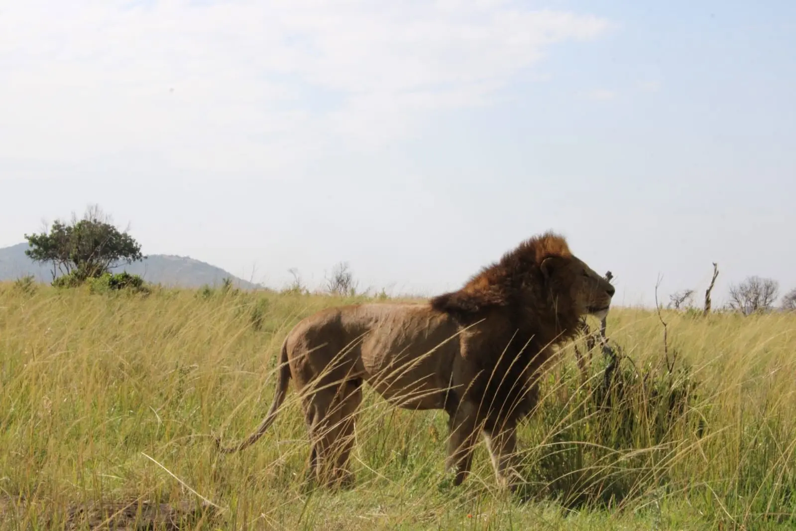 Male lion on a 2-day Masai Mara safari from Nairobi