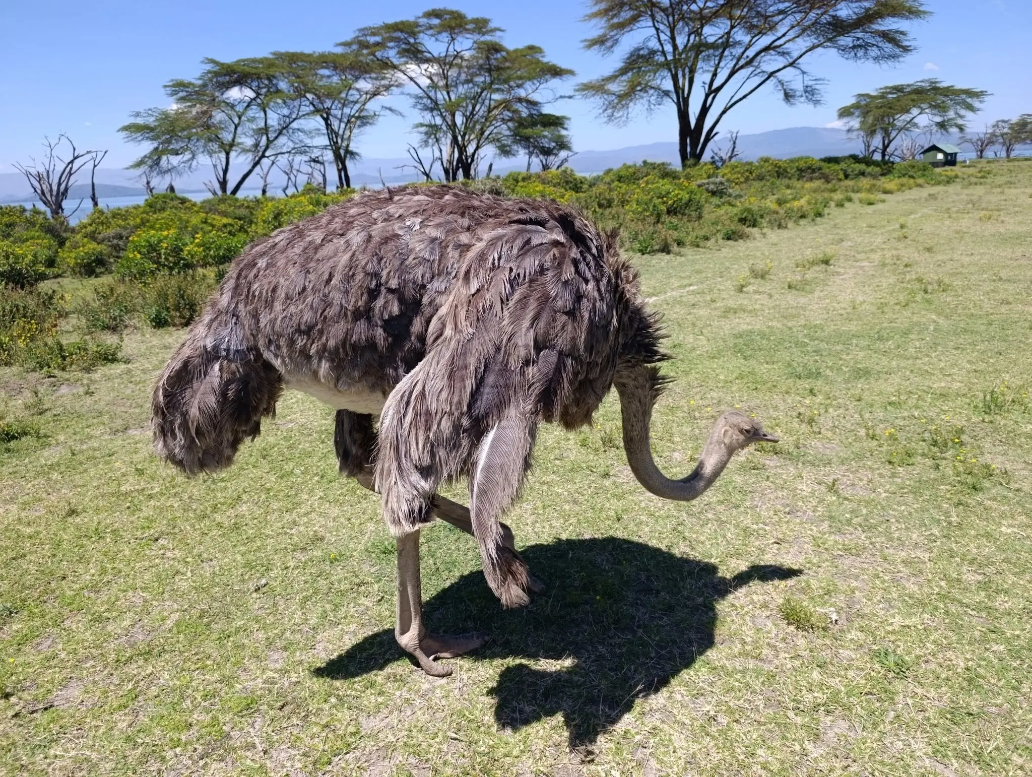 Ostrich walking across Crescent Island with Lake Naivasha and acacia trees in the background