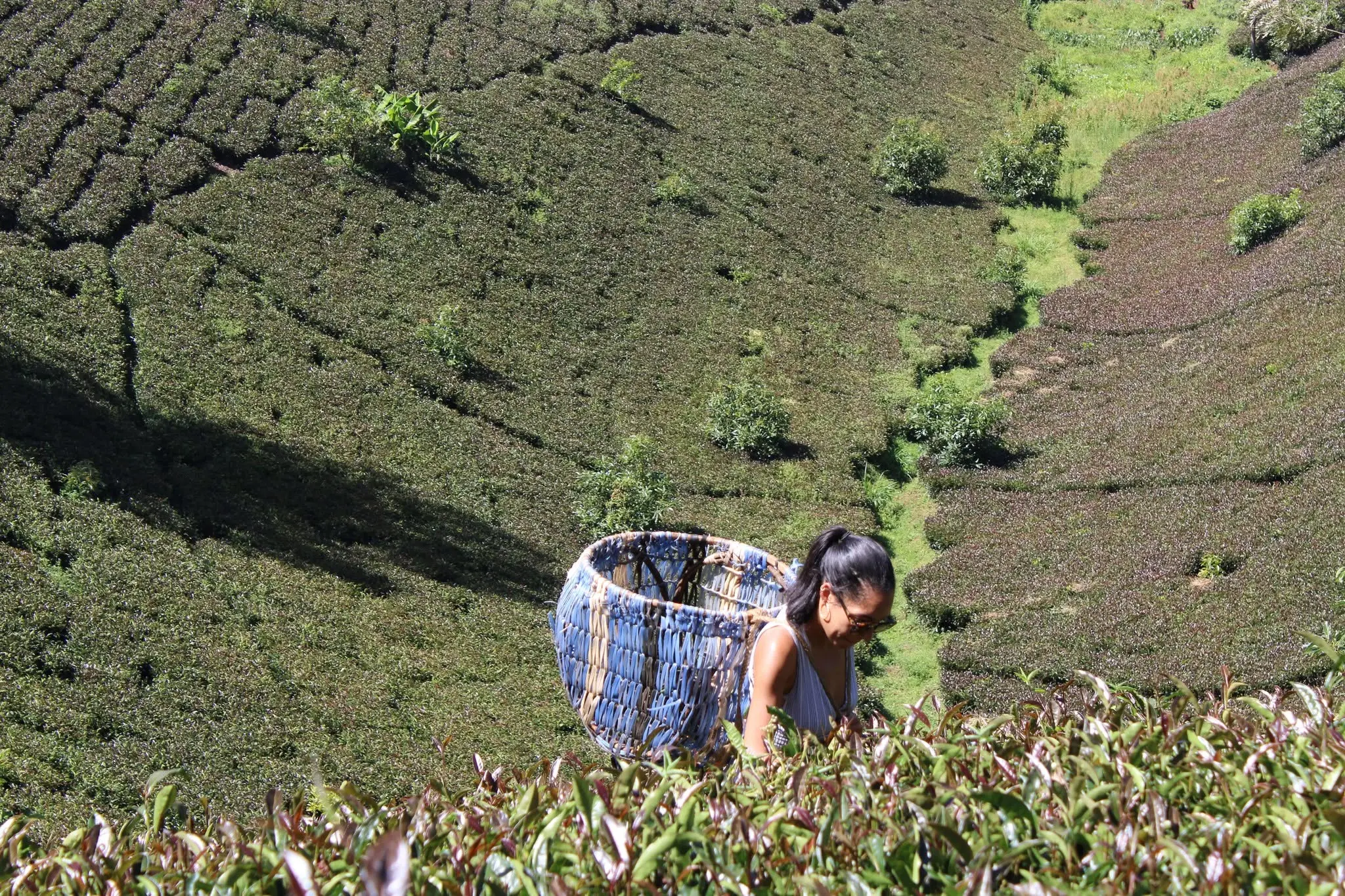 Traveller picking purple tea leaves at Gatura Greens tea farm in Kenya