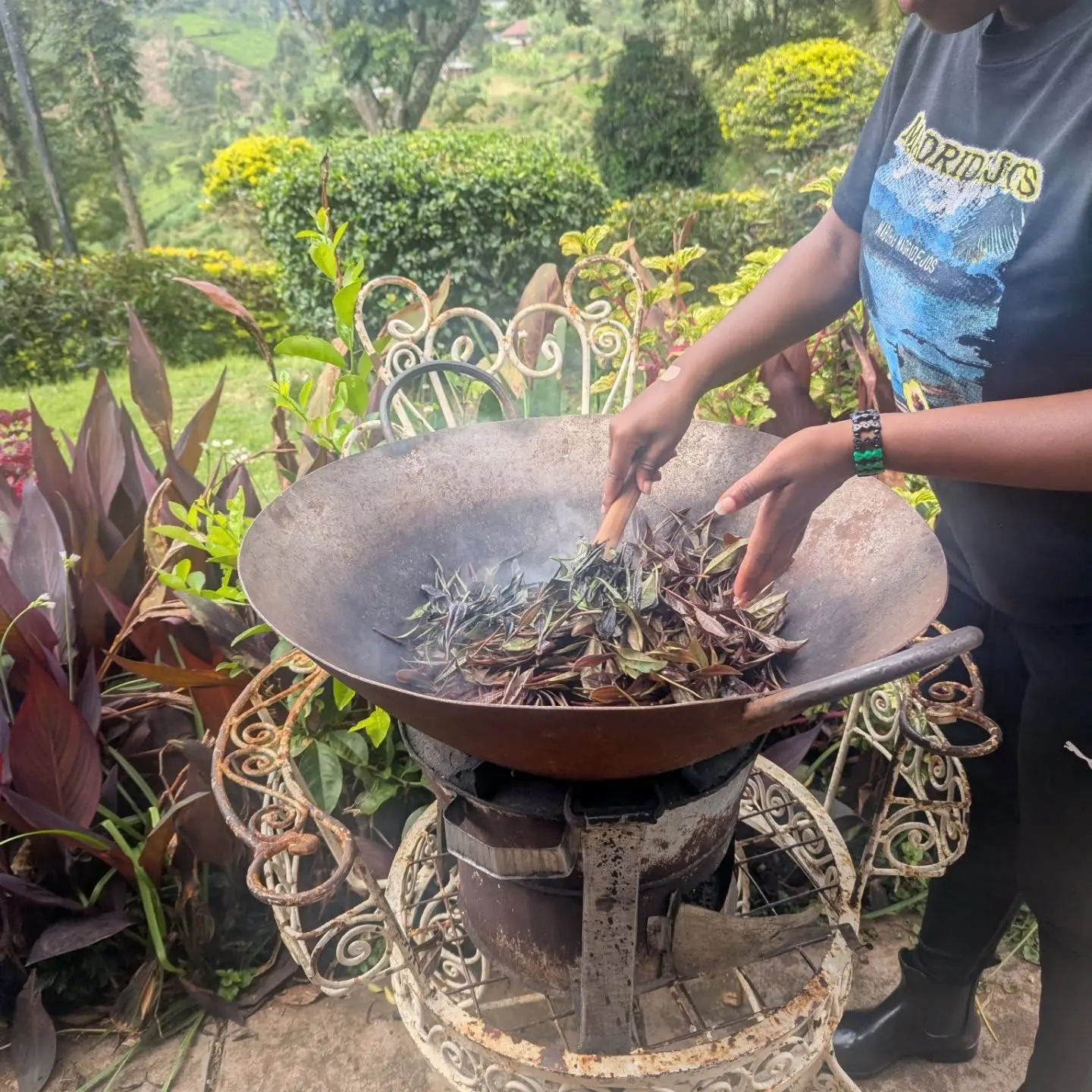 Purple tea leaves being processed at Gatura Greens tea farm in Kenya