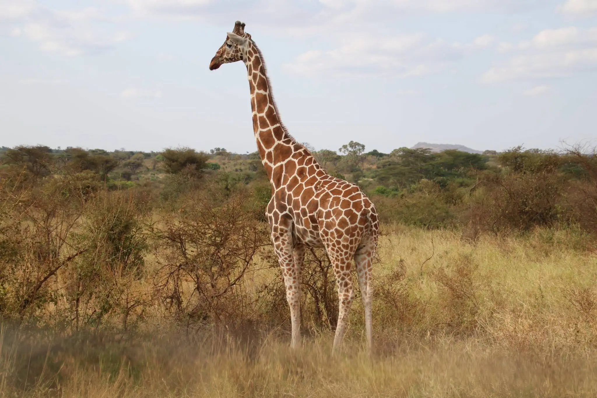 Reticulated giraffe in Meru National Park on a private safari