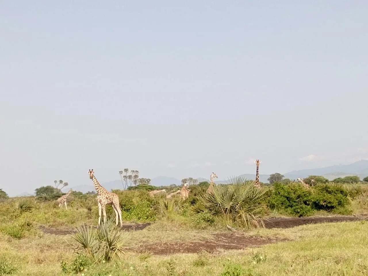 Reticulated giraffes among doum palms in Meru National Park