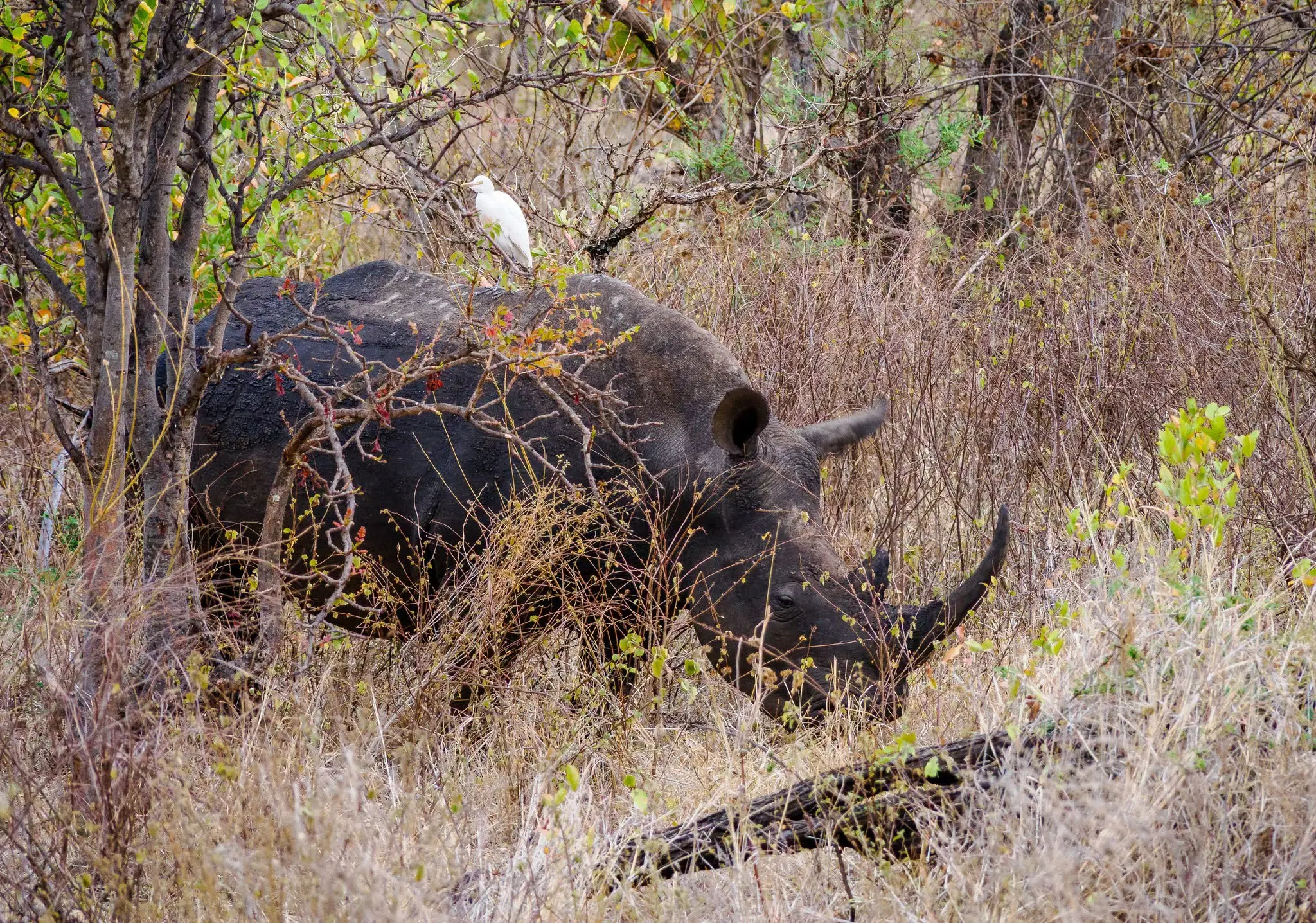 Rhino seen during a private Amboseli day safari from Nairobi