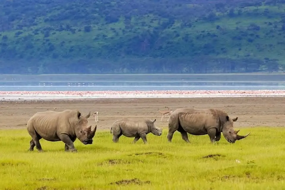 White rhinos grazing beside Lake Nakuru with flamingos in the background.
