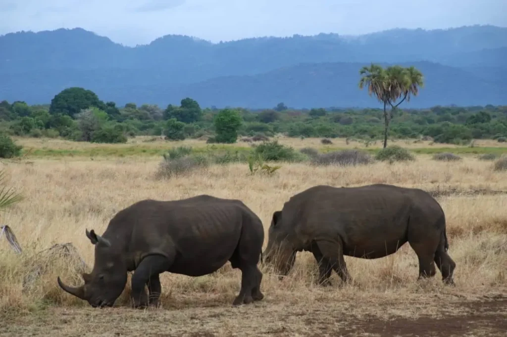 Two rhinos in the wilderness of Meru National Park