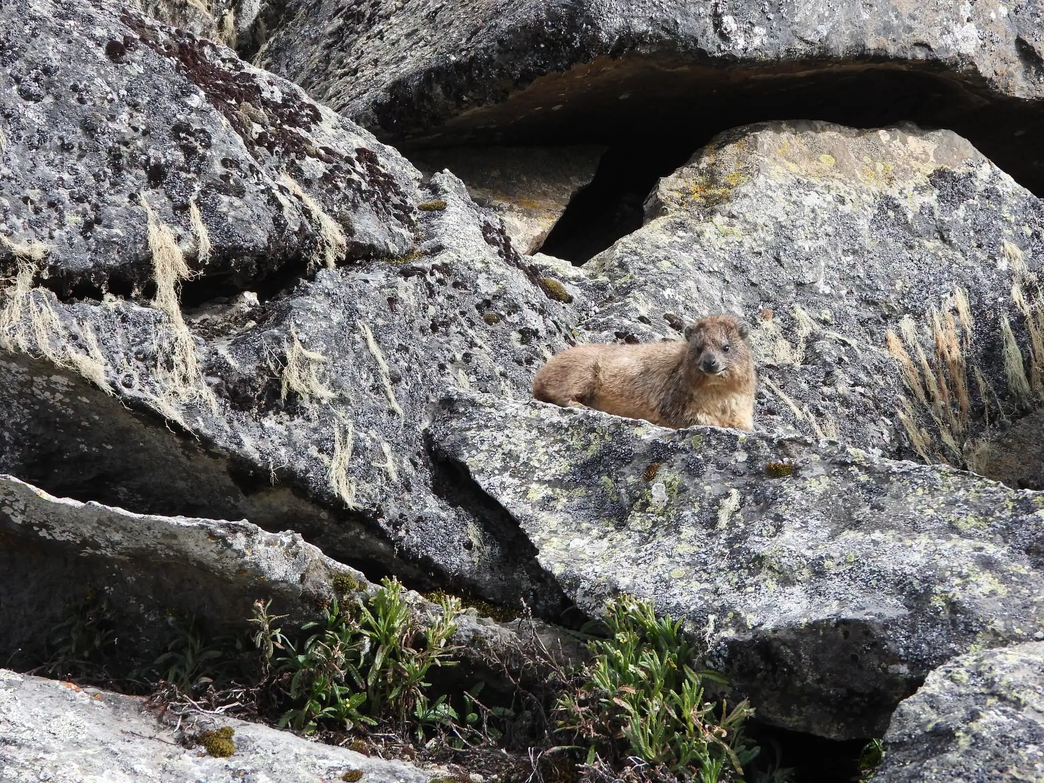 Rock hyrax among rocks on Mount Kenya