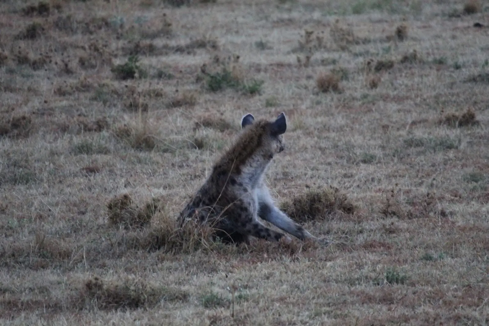 Spotted hyena resting on the Masai Mara plains
