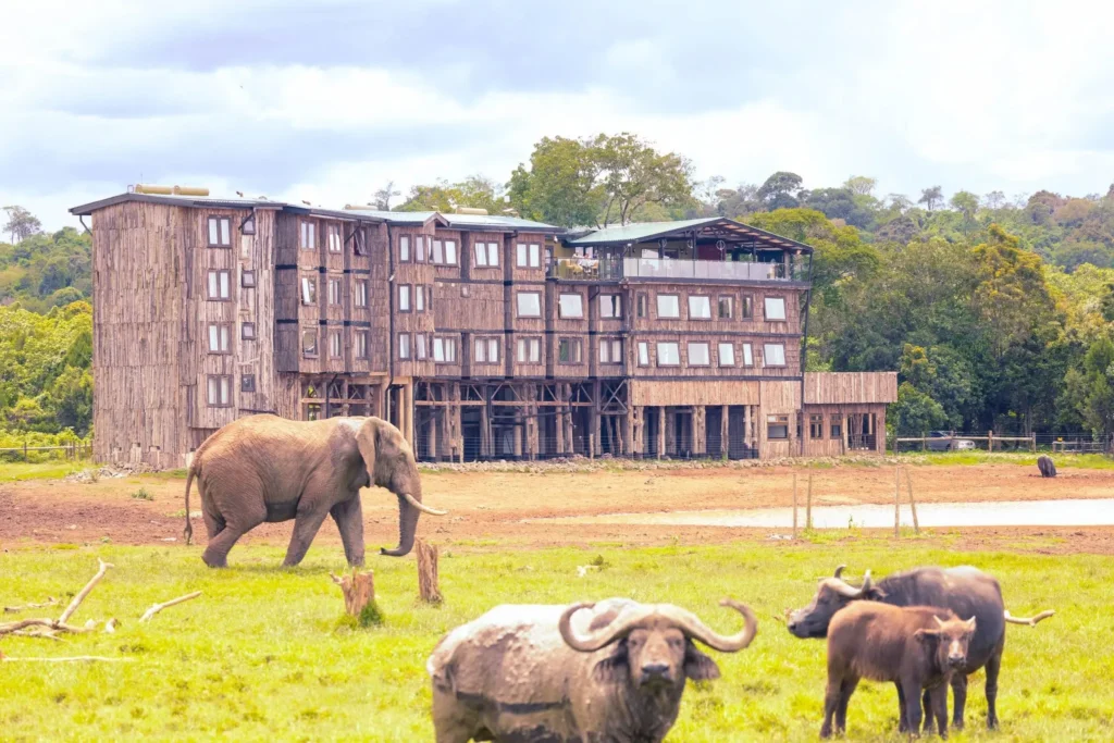 Elephant and buffaloes outside Treetops Lodge in Aberdare National Park, Kenya