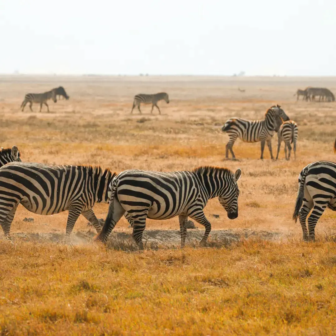 Zebras on the open plains of Amboseli National Park