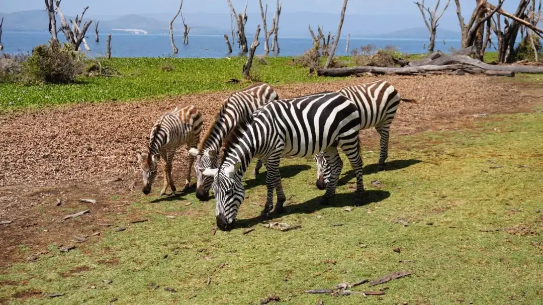 Zebras grazing on Crescent Island beside Lake Naivasha, Kenya