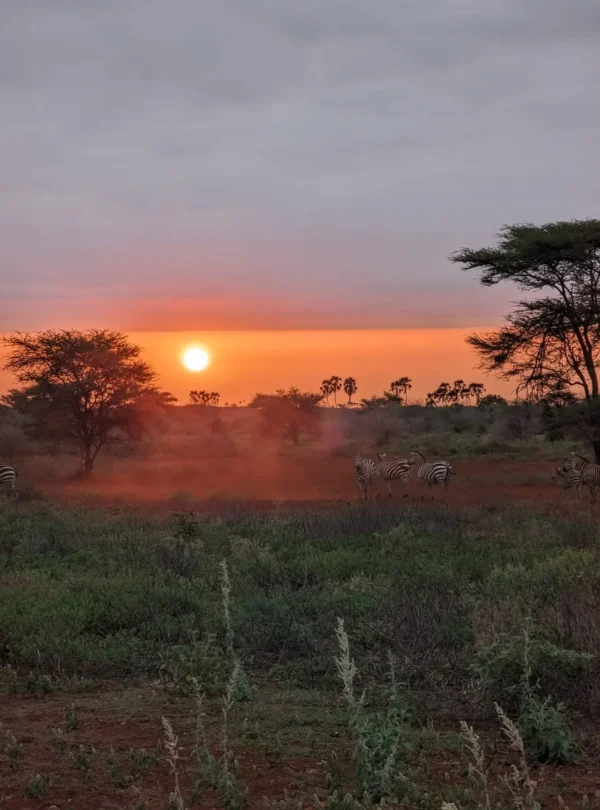 Zebras at sunset in Meru National Park