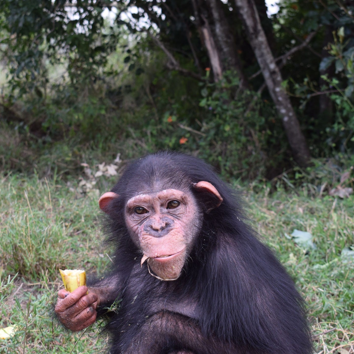 Chimpanzee at Sweetwaters Chimpanzee Sanctuary in Ol Pejeta