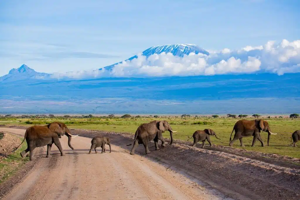 A family of elephants crossing a dirt road with Mount Kilimanjaro in the background.