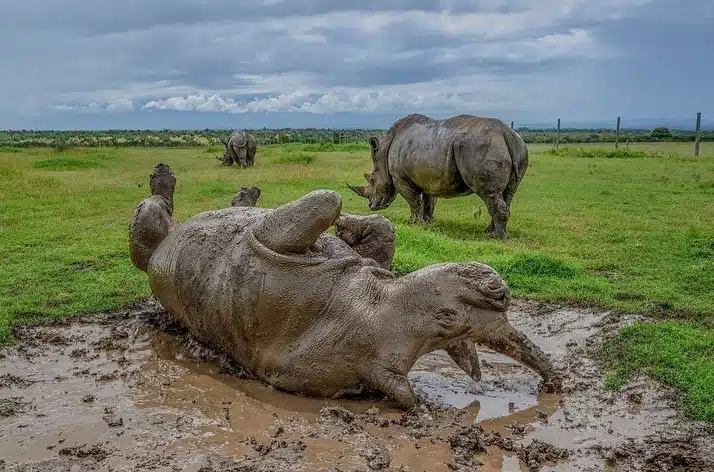 Wildlife Conservancies: A rhinoceros at the Ol Pejeta Conservancy, Kenya