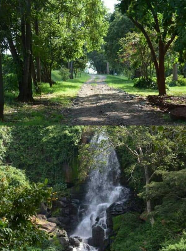 Nature trails and waterfall views at Fairview Coffee Farm Tour