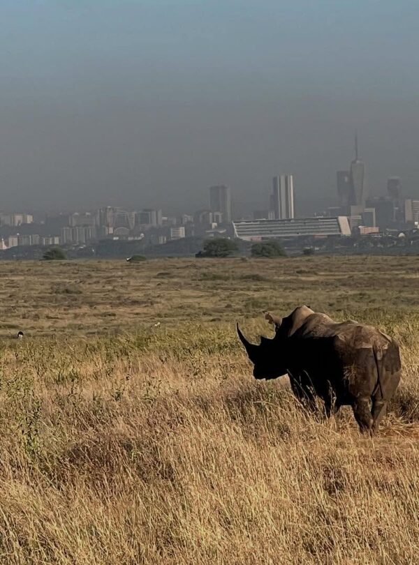 Nairobi National Park with Carnivore Lunch: Rhinoceros at the Nairobi National Park