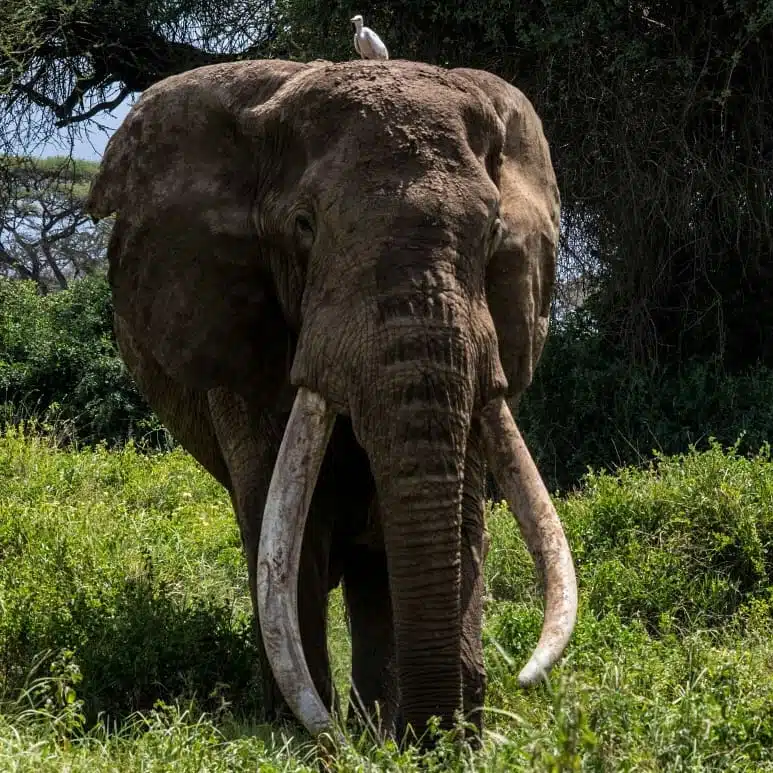 Big Tim, the iconic tusker elephant of Amboseli National Park, standing in lush green vegetation