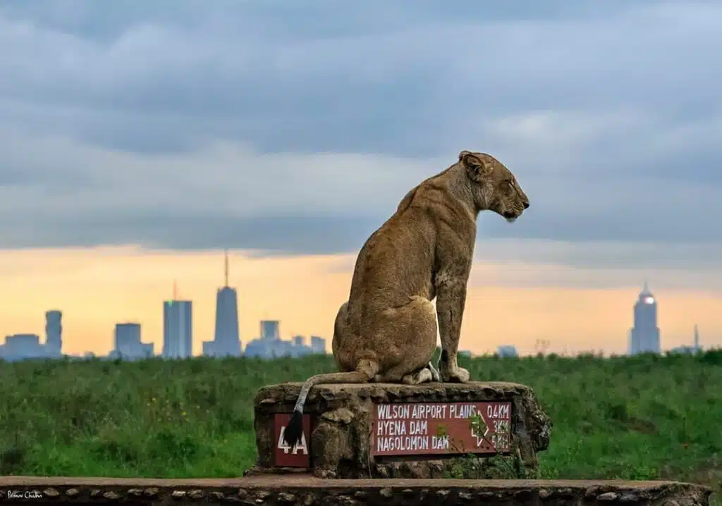 Wild lioness sitting on a signpost in Nairobi National Park overlooking Nairobi cit