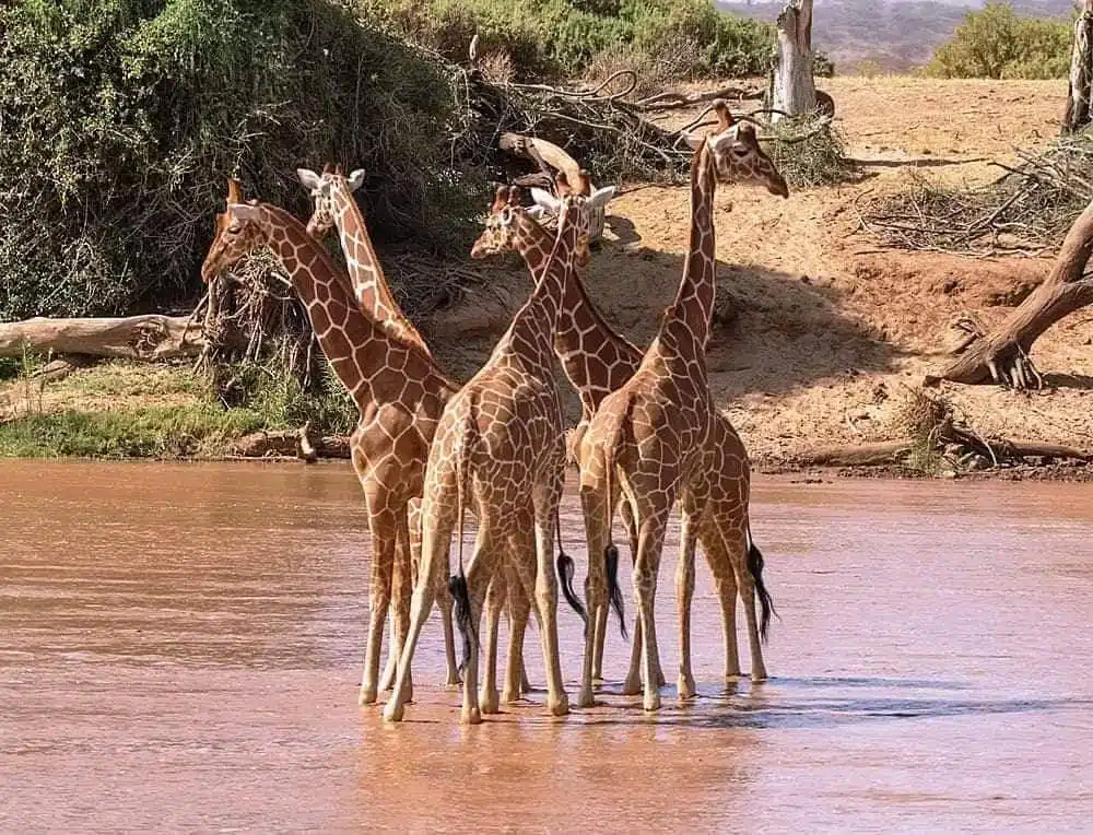 Reticulated giraffes standing together at a river crossing in Samburu National Reserve, northern Kenya