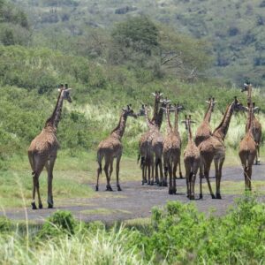 Giraffes in Samburu National Reserve