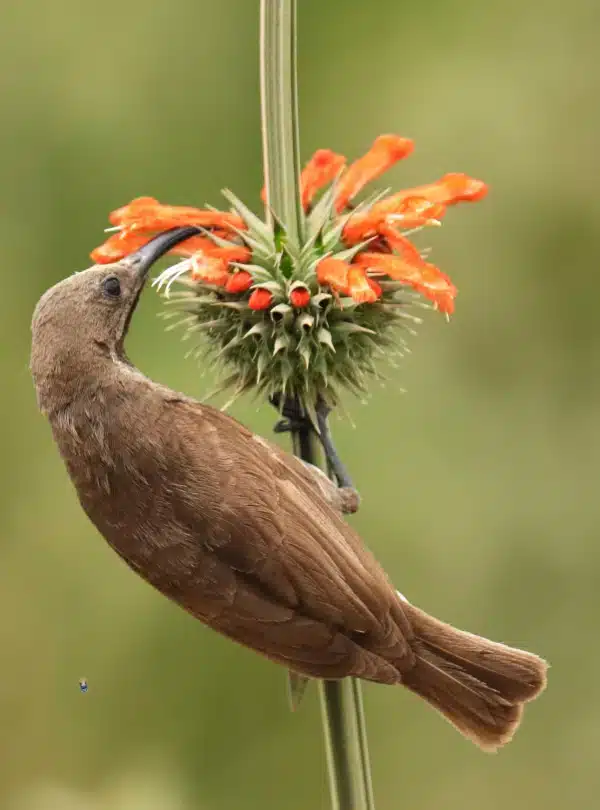 Half Day Birding Safari Nairobi National Park: Close-up of a sunbird perched on a spiky flower, sipping nectar