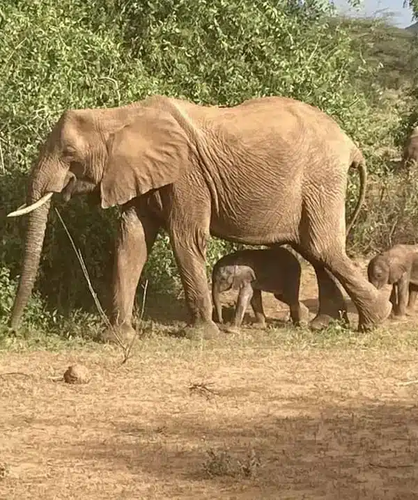 Elephant mother with rare twin calves in Samburu National Reserve, Kenya
