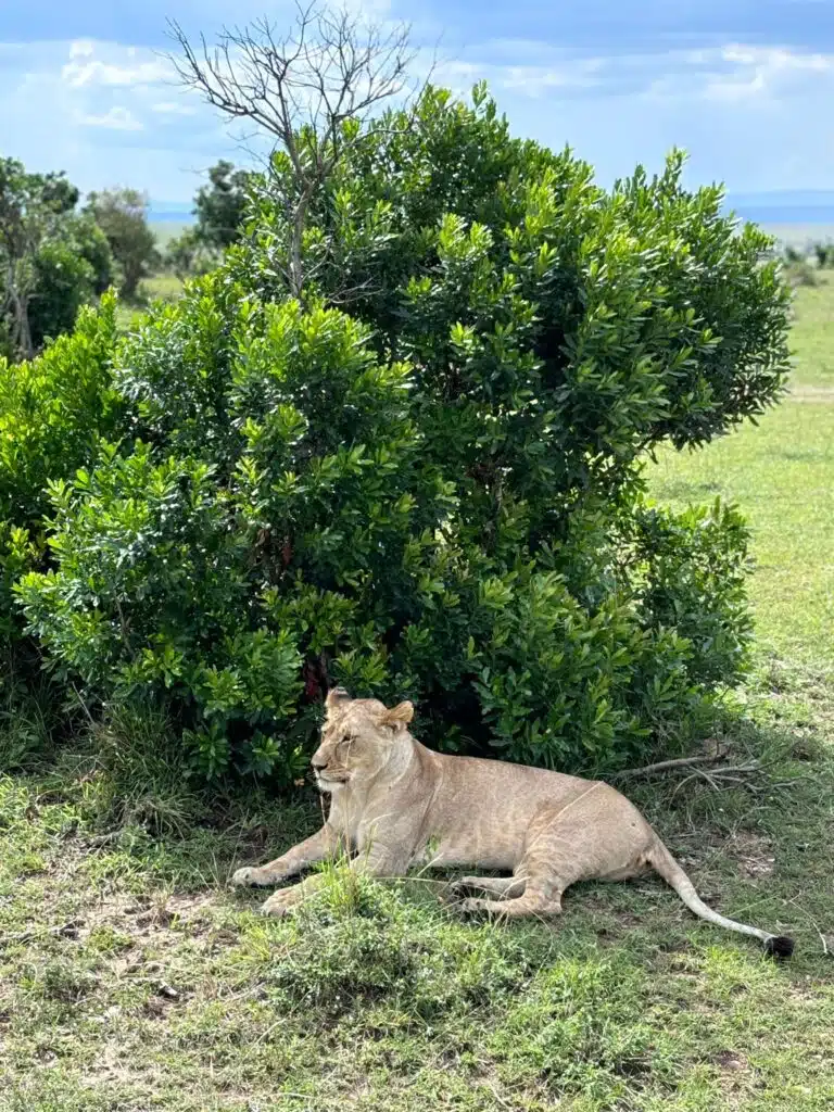 Lion resting in natural bushland in Kenya