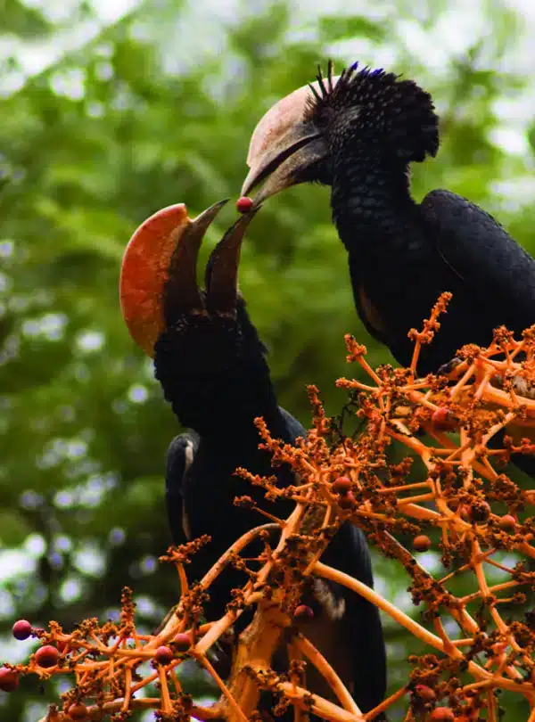 Pair of hornbills feeding on berries in Nairobi National Park during a birding safari.