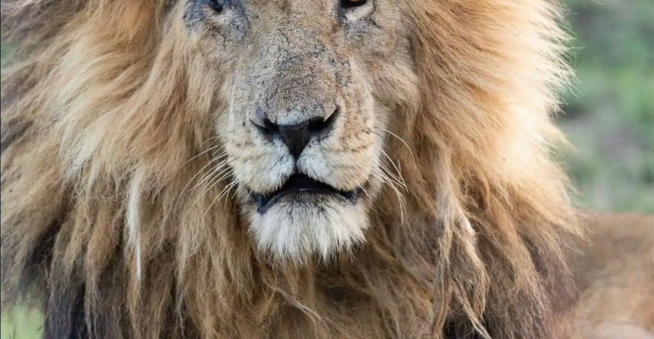 Scarface The Lion of Masai Mara – Story of Africa’s Most Famous Lion