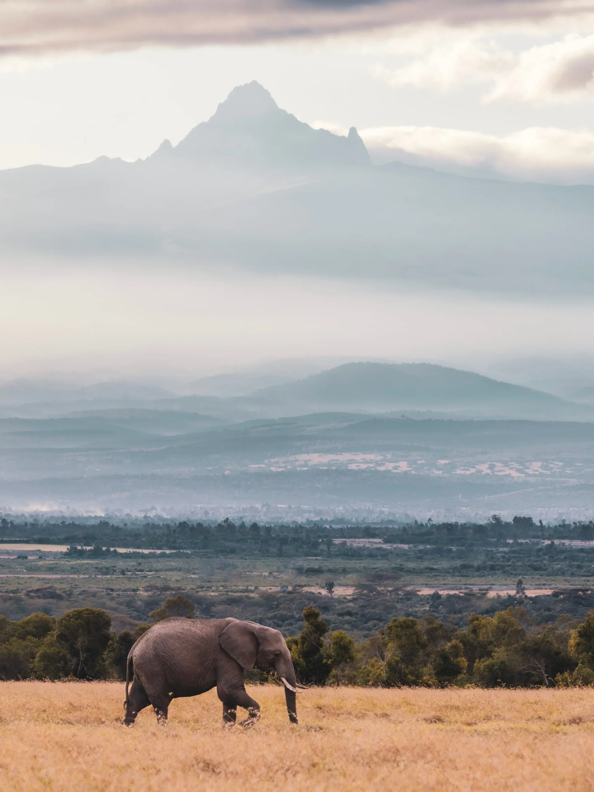 Elephant in Ol Pejeta Conservancy with Mount Kenya in the background