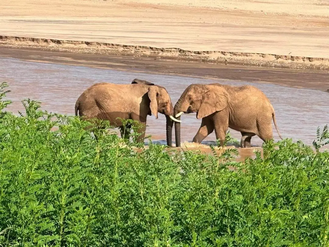 Elephants beside the Ewaso Nyiro River in Samburu National Reserve