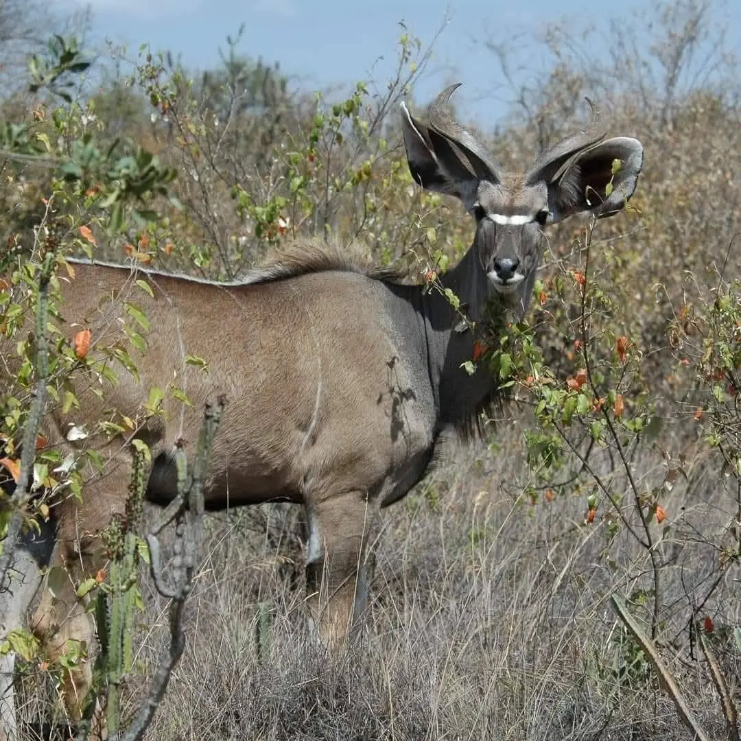 Male greater kudu standing in the bush in Meru National Park