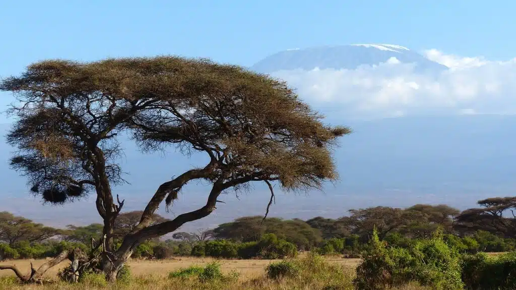 Acacia tree in Amboseli National Park with Mount Kilimanjaro rising in the background on a clear day