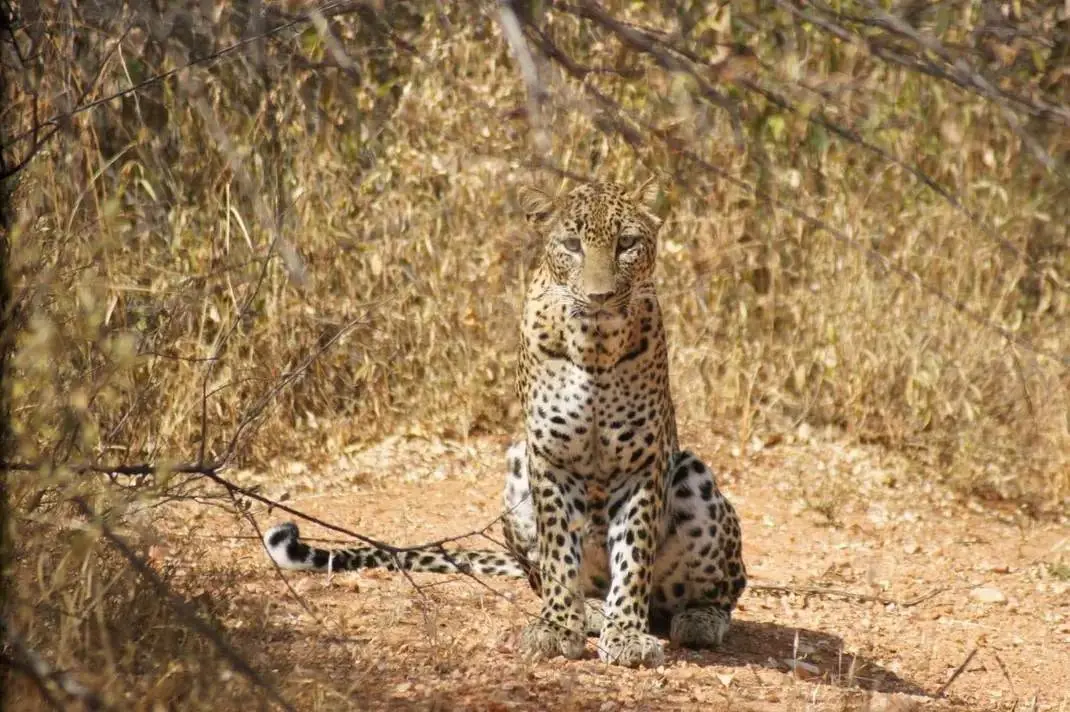 Leopard resting in the bush in Meru National Park