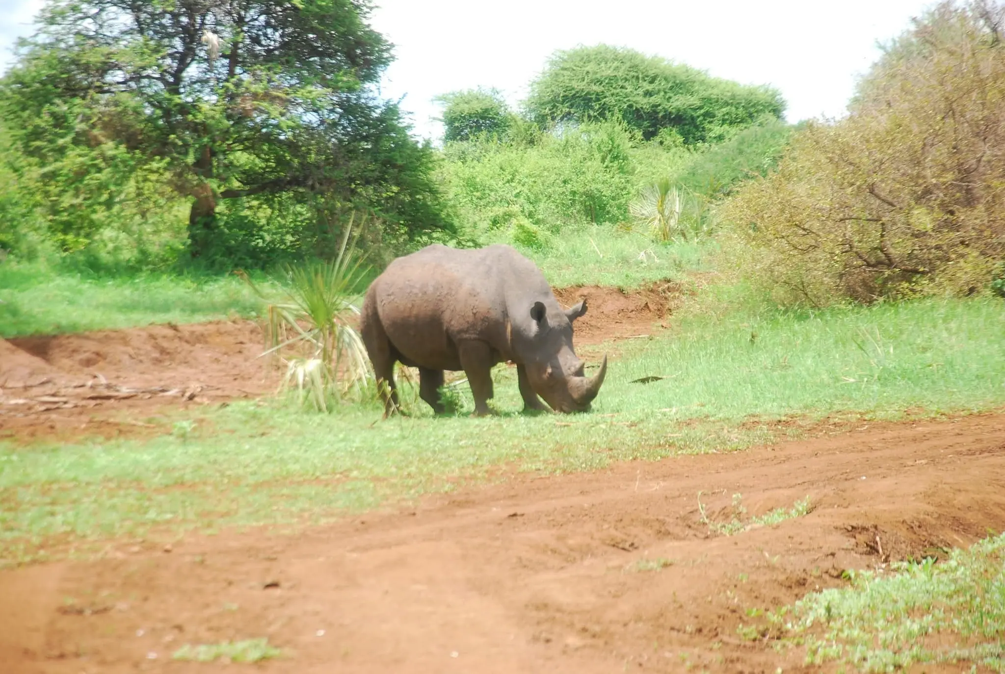 Rhino grazing in Meru National Park, Kenya