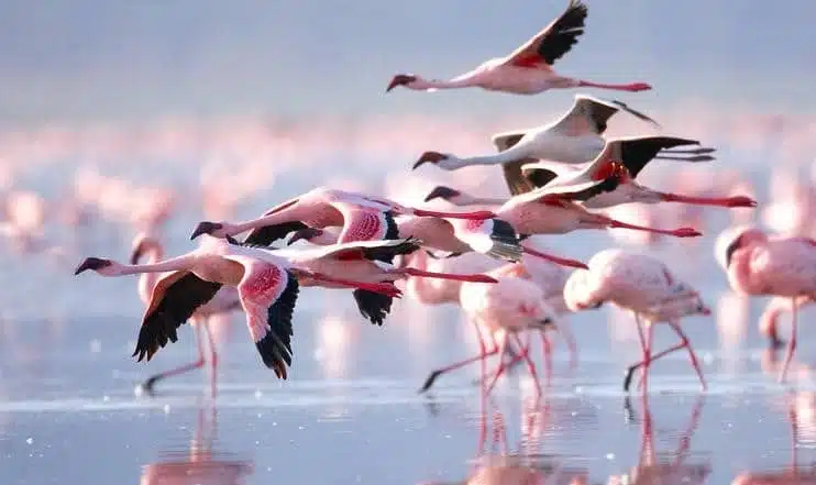Flamingos at Lake Nakuru National Park, Kenya