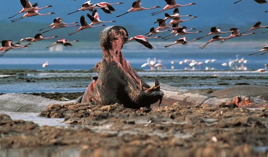 Lake Nakuru National Park, Kenya, boasts huge flocks of flamingos