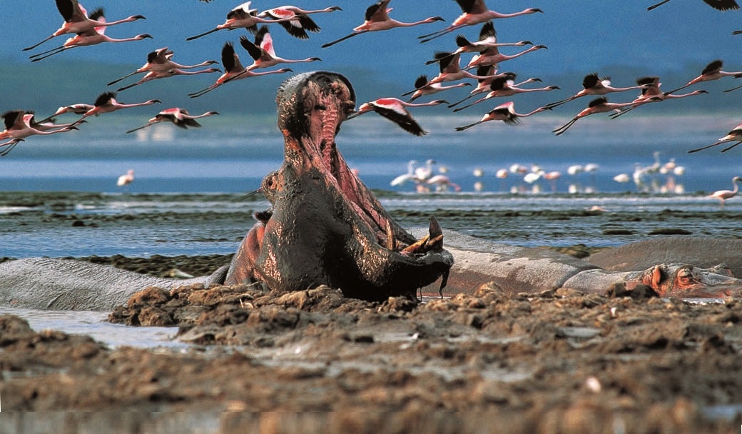 Lake Nakuru National Park, Kenya, boasts huge flocks of flamingos
