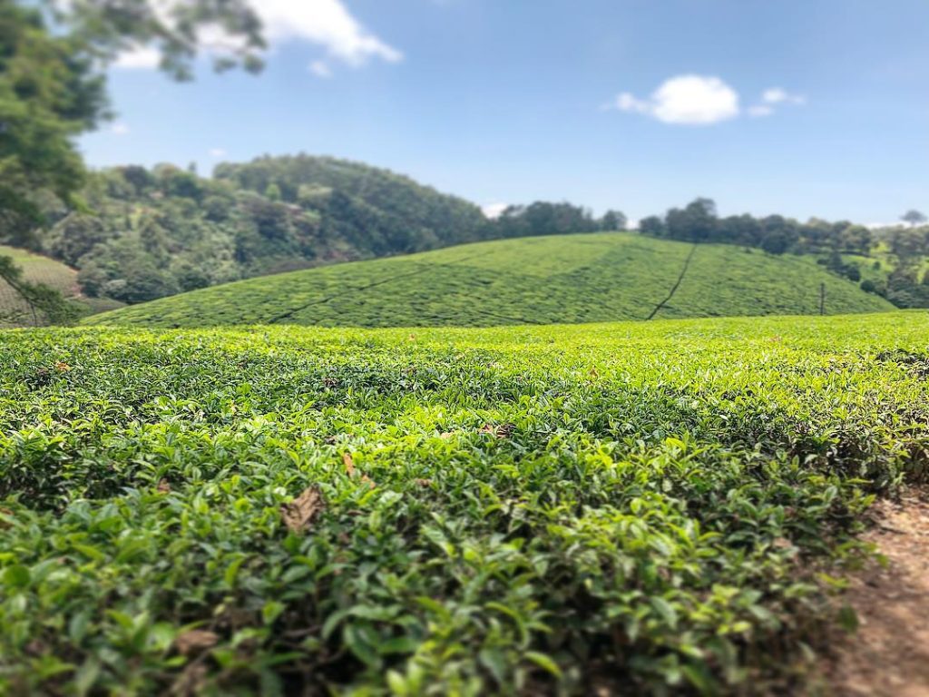 Kiambethu Tea Field, Kiambu County, Nairobi Kenya