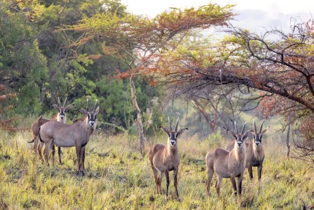 A group of roan antelope standing in the wild, surrounded by lush greenery and acacia trees.