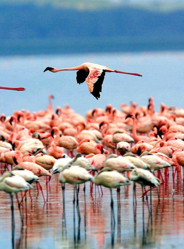 5 Day Kenya Safari Mara Nakuru Amboseli: Flamingos at Lake Nakuru in Kenya safari tour