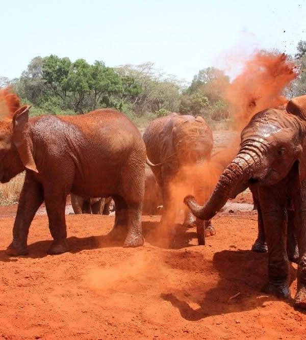 Elephants at the David Sheldrick Elephant Orphanage, Nairobi, Kenya