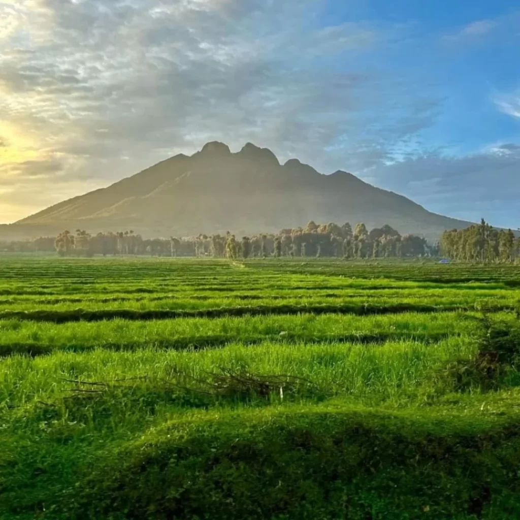 Gemfinders Safaris Destinations: Volcanoes National Park in Rwanda