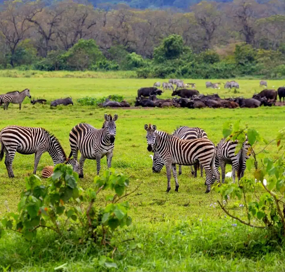 Zebras